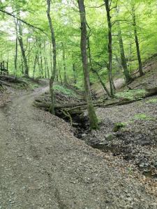 a dirt road in a wooded area with a creek at Moderne Wohnung mit Terrasse und eigenem Zugang. in Remscheid