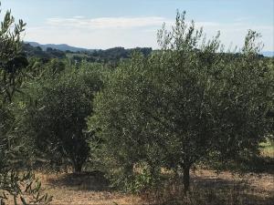 two rows of olive trees in a field at Gite au coeur du pays Cathare in Verzeille