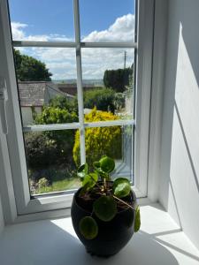 una pianta in vaso seduta in una finestra con vista di The Haven at Halsons a Bridport