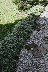 a green plant growing on a rock pathway at House for rest Juliet in Velika Gorica +37 photos