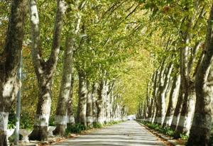 eine Straße mit Bäumen und einem Auto, das sie hinunterfährt. in der Unterkunft Pensao Lourenco in Curia