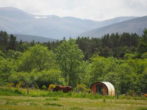 un caballo pastando en un campo junto a un cobertizo en Ptarmigan, en Nethy Bridge