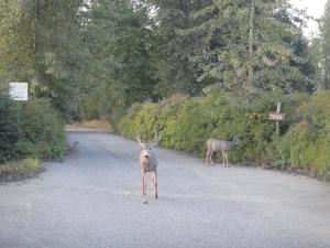 two deer standing in the middle of a road at Airport Inn Motel in Quesnel