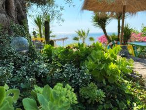 Kebun di luar Kallmi View Eco Rooms