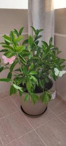 a potted plant sitting on the floor in a bathroom at Anna's House Theologos in Theologos