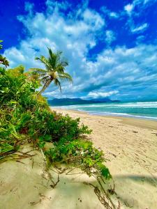 a palm tree on a sandy beach with the ocean at Maresias, Chalé H29 em condomínio de frente a Entrada 18 da praia e dentro da Mata Atlântica in São Sebastião