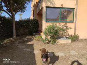 Ein Hund steht vor einem Haus in der Unterkunft Les jardins d'armand in Valras-Plage