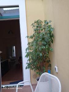 una pianta seduta accanto a un muro accanto a una porta di Haripergo Apartments a Salerno