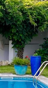 two blue pots with plants in them next to a tree at Casa das Cores in Sesimbra