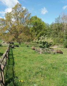 a group of animals grazing in a field next to a fence at ExklusiveWohnung mitten in der Natur - Ruth's Nest in Bäbelin