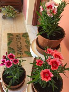 three pots of flowers on plates on a table at Nikodimos Garden Studios in Agios Georgios