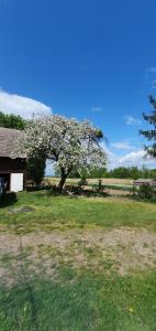 a tree with white flowers on it in a field at Mazurska przystań in Dąbrówno
