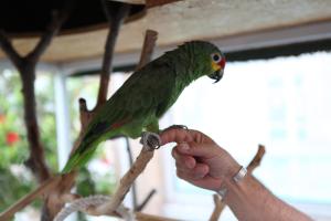 a person holding a green parrot on a branch at Hotel & Spa Gil de France Cap d'Agde in Cap d'Agde