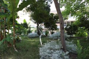Zahrada ubytování Hotel Ceka