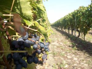 Fotografie z fotogalerie ubytování Loire, Châteaux, et Vignes v destinaci Onzain