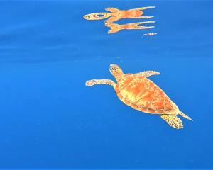 a green sea turtle swimming in the water at Gili Mesari Cottages & Homestay in Gili Trawangan