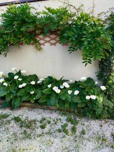 Zahrada ubytování Hotel Goldene Rose