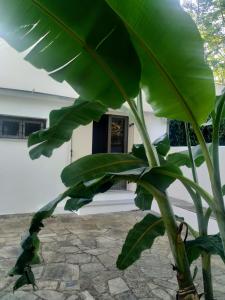 a plant with large green leaves in front of a building at ELAION GAIA in Chorto
