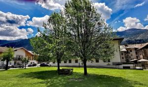 un parque con un árbol y un banco en el césped en Trilocale mansardato nel cuore della Val Di Fiemme, en Ziano di Fiemme