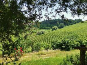 vistas a un viñedo desde una colina con árboles en Cascina Valtignosa Camere Con Vigna, en Cassine