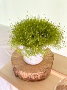 a potted plant sitting on top of a wooden stump at Glamping Tent Water Village Rogla in Oplotnica