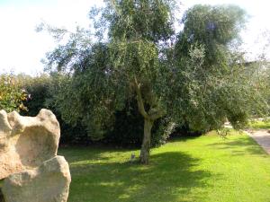 a tree in the grass next to a rock at Relais Fenicottero Rosa in Porto San Paolo