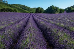 een veld lavendel in de Franse regio bij Club Vacances Bleues Domaine de Château Laval in Gréoux-les-Bains