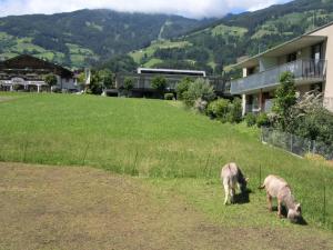 two pigs grazing on a grassy hill next to a house at Apartment Christian by Interhome in Fügen