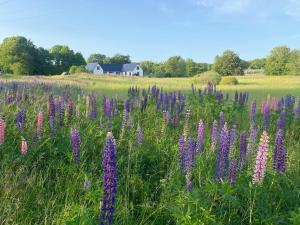Galeriebild der Unterkunft Rönnebröd Guesthouse in Rönnebröd + 12 Fotos
