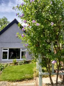 une maison avec un arbre à fleurs devant elle dans l'établissement Pentre ISAF, à Conwy