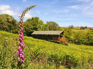 a purple flower in a field with a train at Brackenhill Glamping - Safari Tent with Hot Tub - Sleeps 6 in Ivybridge