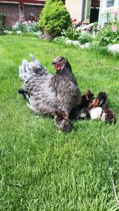 a chicken and its chicks laying in the grass at Agroturystyka Pod Kogutem in Zamość +5 photos