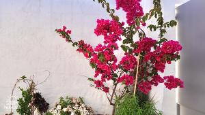 a bunch of pink flowers in front of a white wall at Paradise Sea Terrace in Monopoli