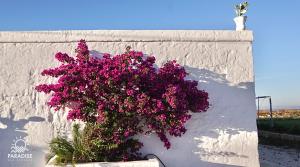 a bunch of purple flowers hanging on a wall at Paradise Sea Terrace in Monopoli