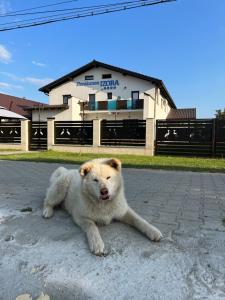 a white dog laying on the ground in front of a building at Pensiunea Izora in Crisan