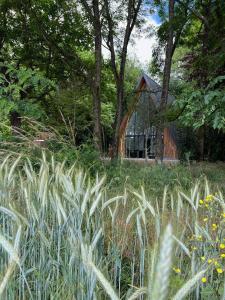 una casa en medio de un campo con hierba alta en La Maison Villeneuve - Lodges avec bains nordiques, en Donnay
