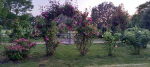 Jardí fora de Salaš Đorđević