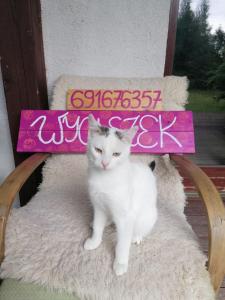 a white cat sitting on a chair with a sign at Wyciszek - mazurska agroturystyka in Węgorzewo