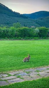 a duck sitting in a field of green grass at Under The Tuscan Sun in Vicopisano