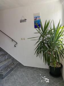 Gallery image of Apartments and Rooms Marica in Makarska