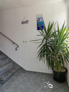 Galeriebild der Unterkunft Apartments and Rooms Marica in Makarska