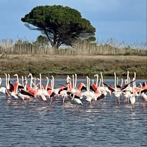um bando de flamingos cor-de-rosa a caminhar na água em Stella Marina em La Caletta