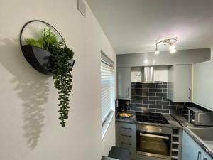 una cocina con una planta colgada en la pared en KENILWORTH STUDIO * GROUND FLOOR * PARKING, en Kenilworth