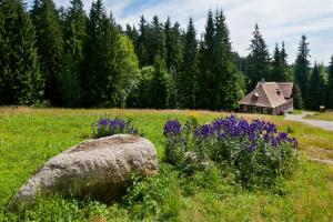 um campo com flores roxas e uma pedra e uma casa em penzion Valentino em Bedřichov