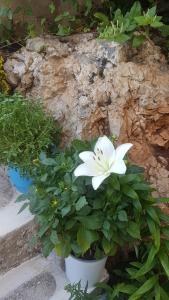 a white flower in a pot next to a rock at Palataki in Kardamyli