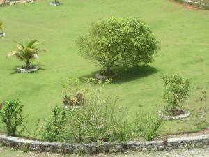 an overhead view of two trees in a green field at Barhanna Vista Lodge in Port Antonio