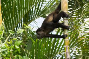 un mono marrón colgando de un árbol en Conchal Hotel, en Brasilito