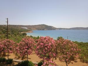 a row of trees with pink flowers in front of a lake at Skoutari Beach Hotel in Skoutari