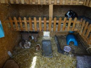 a group of animals laying in a barn at Bei Schütts - Spiel und Spaß im Garten rund um eine moderne Ferienwohnung in Janneby +23 photos