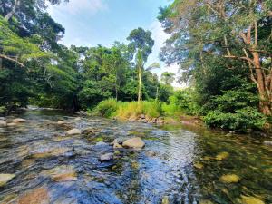 a river with rocks in the middle of a forest at Gap Creek Cabin in Ayton